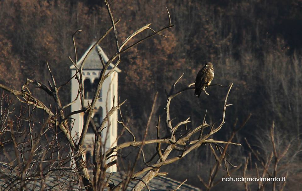 La poiana, un’aquila in miniatura facile da vedere in volo in Valle di Susa